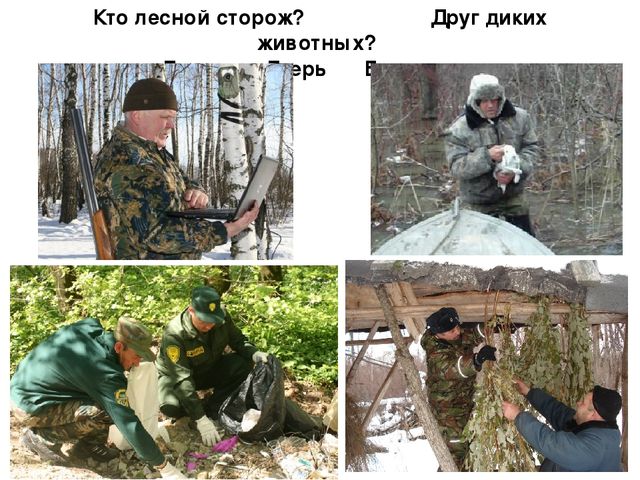 Презентация по экологии "Мордовский заповедник"