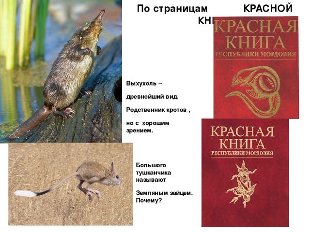 Презентация по экологии "Мордовский заповедник"