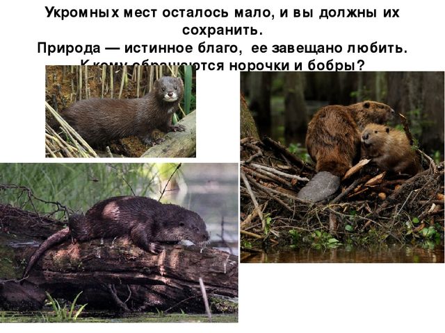 Презентация по экологии "Мордовский заповедник"
