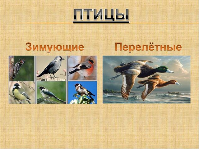 Презентация по познавательному развитию "Здравствуй, птичья страна"