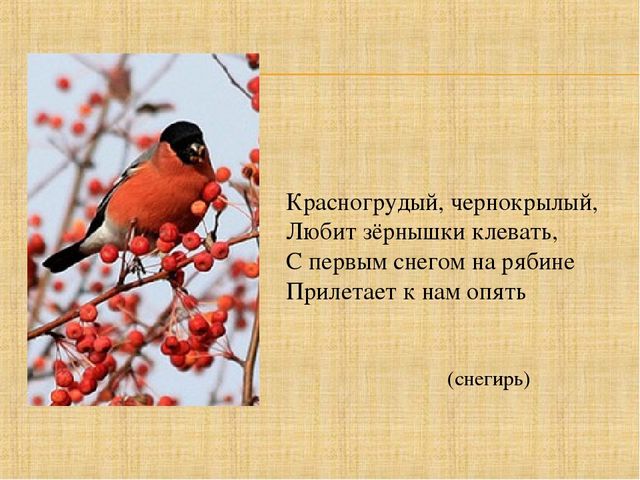 Презентация по познавательному развитию "Здравствуй, птичья страна"