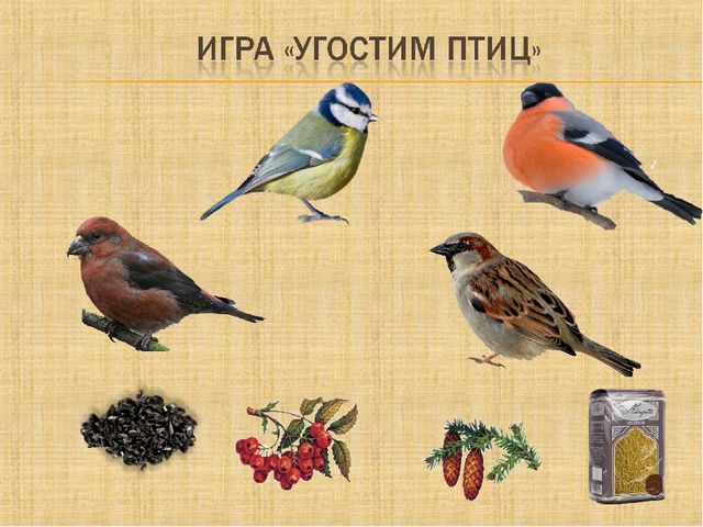 Презентация по познавательному развитию "Здравствуй, птичья страна"