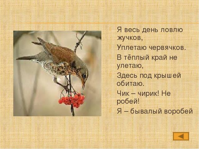 Презентация по познавательному развитию "Здравствуй, птичья страна"