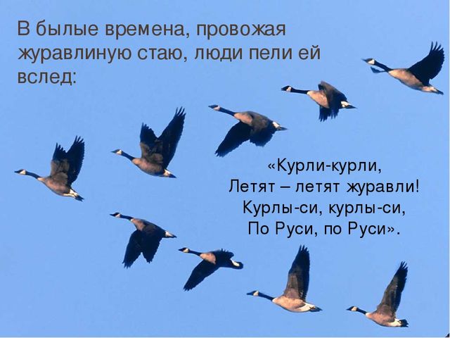 Презентация по познавательному развитию "Здравствуй, птичья страна"