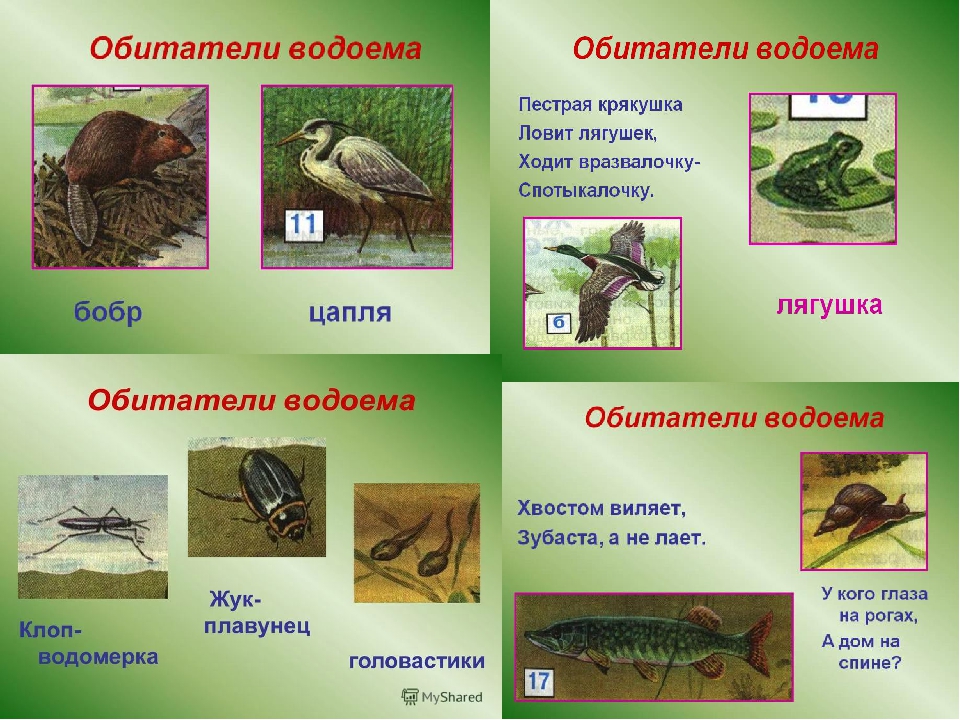 Презентация "Водные ресурсы земли"