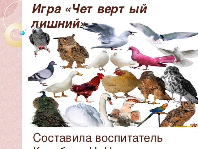 Презентация на тему "Птицы" (в средней группе доу)