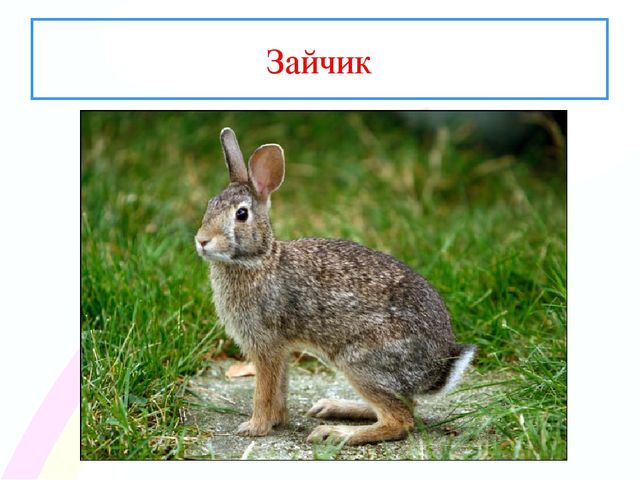 Презентация " Заинька- зайка"
