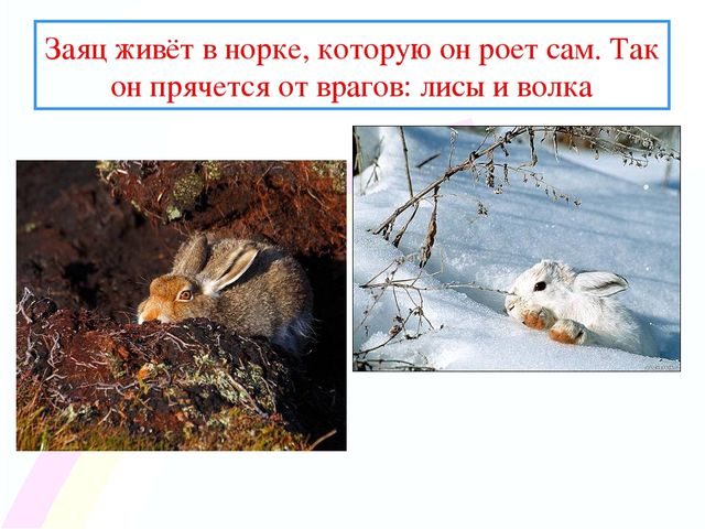 Презентация " Заинька- зайка"