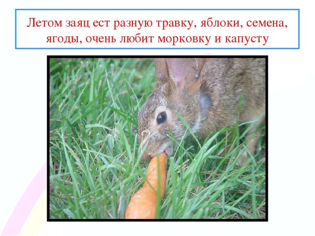 Презентация " Заинька- зайка"