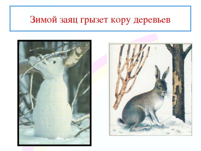Презентация " Заинька- зайка"