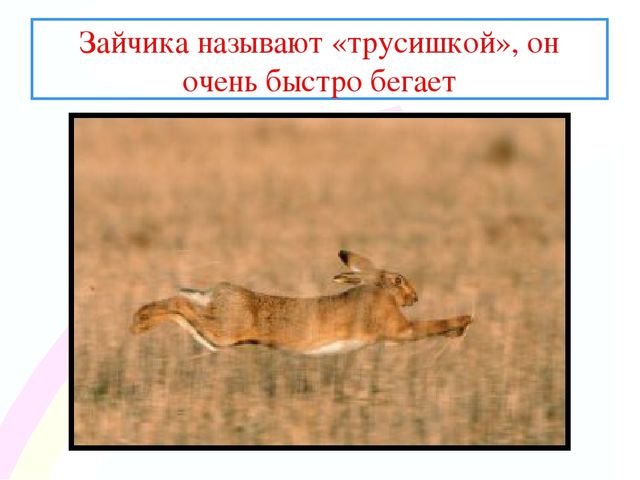 Презентация " Заинька- зайка"
