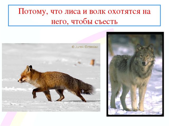 Презентация " Заинька- зайка"