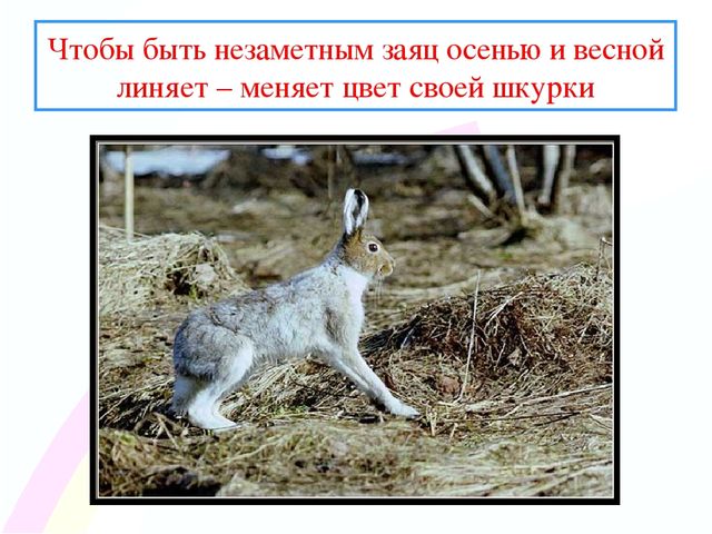 Презентация " Заинька- зайка"
