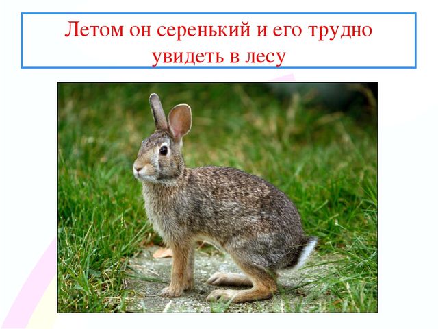Презентация " Заинька- зайка"