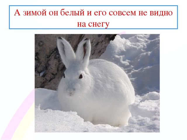 Презентация " Заинька- зайка"