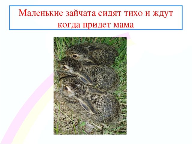 Презентация " Заинька- зайка"