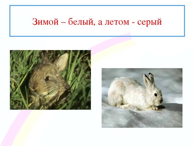 Презентация " Заинька- зайка"