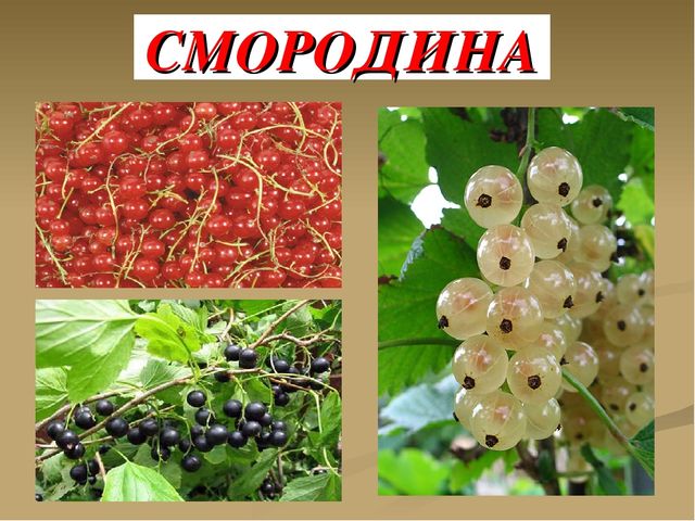 Презентация на тему "Ягоды"