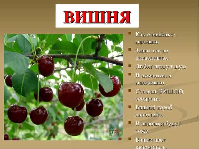 Презентация на тему "Ягоды"