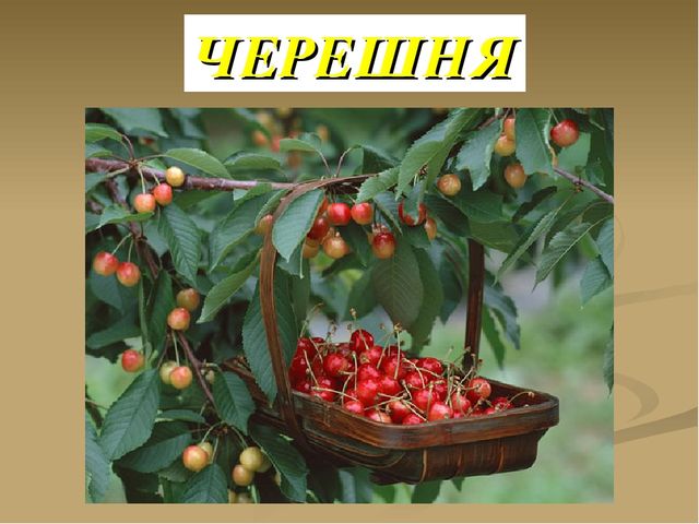 Презентация на тему "Ягоды"
