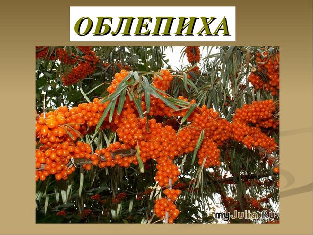 Презентация на тему "Ягоды"