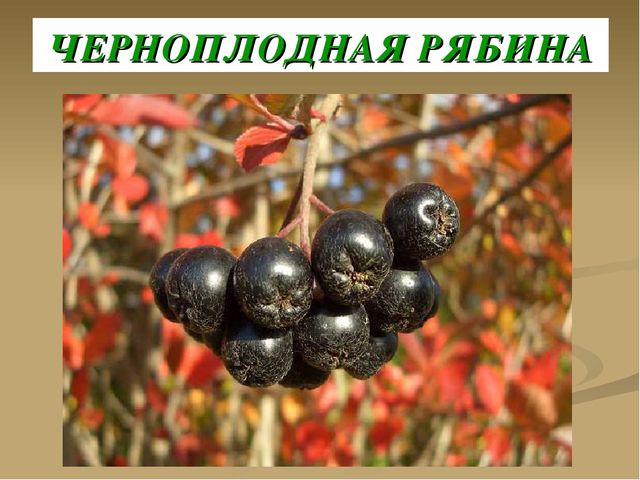 Презентация на тему "Ягоды"