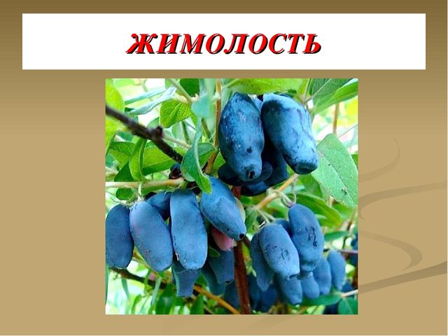 Презентация на тему "Ягоды"