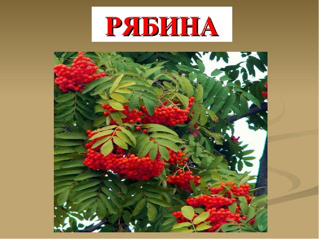 Презентация на тему "Ягоды"