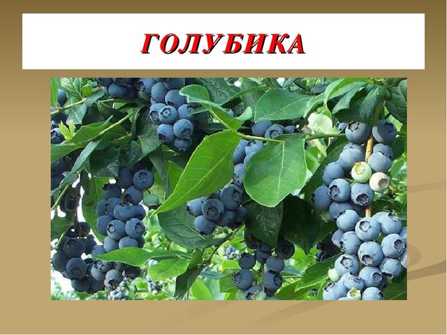 Презентация на тему "Ягоды"