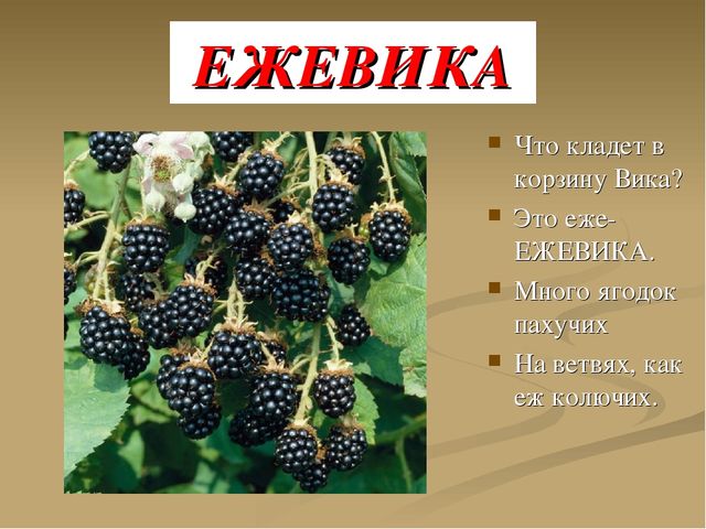 Презентация на тему "Ягоды"