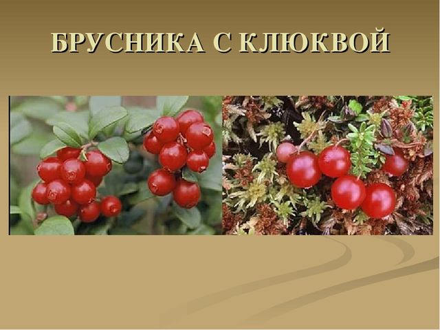 Презентация на тему "Ягоды"
