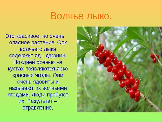 Презентация на тему "Ягоды"