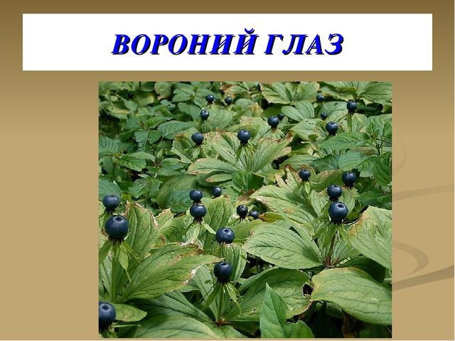 Презентация на тему "Ягоды"