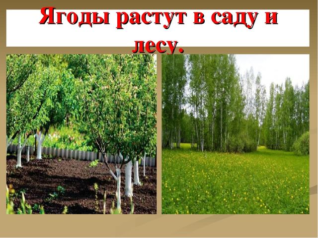 Презентация на тему "Ягоды"