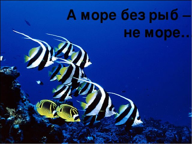 Презентация для детей "Берегите природу: от грязной природы не будет роду"