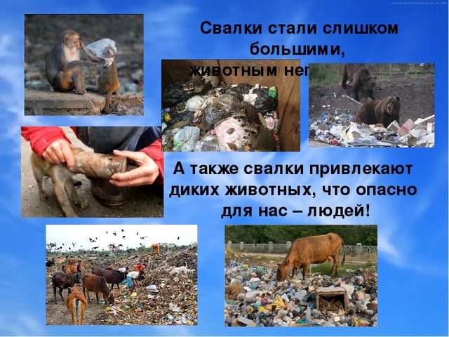 Презентация для детей "Берегите природу: от грязной природы не будет роду"