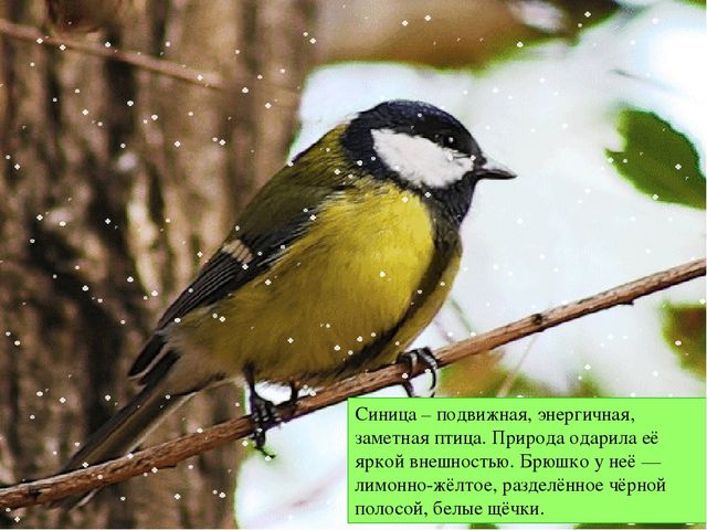 Презентация к занятию по ознакомлению с окружающим