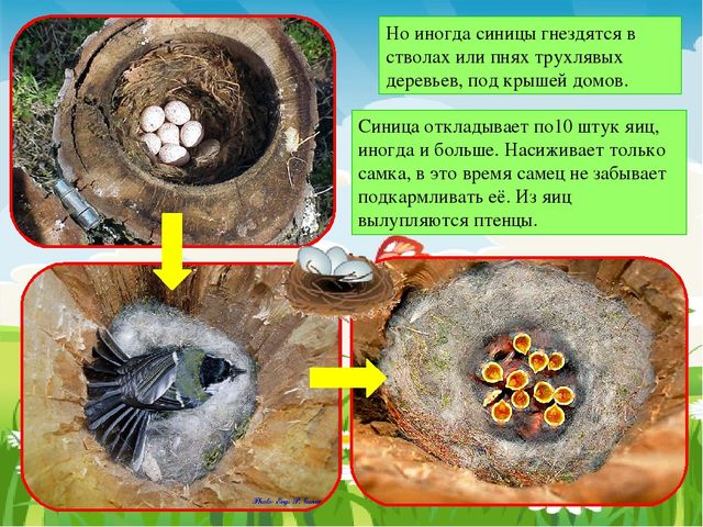 Презентация к занятию по ознакомлению с окружающим
