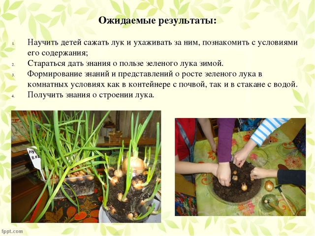 Презентация по проекту "Посадка лука"