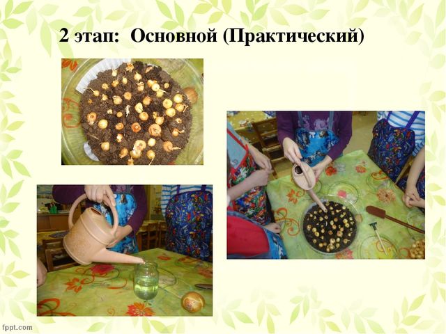 Презентация по проекту "Посадка лука"