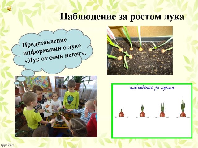 Презентация по проекту "Посадка лука"