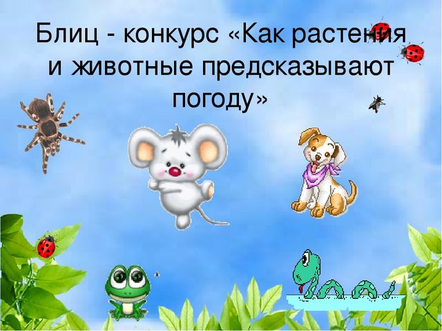 Презентация деловая игра "Экологическая гостиная"