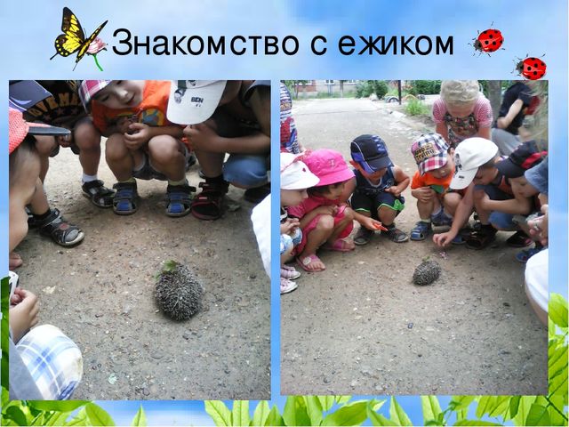 Презентация деловая игра "Экологическая гостиная"
