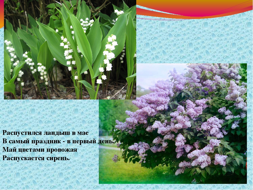 Презентация "Весна" группа раннего возраста