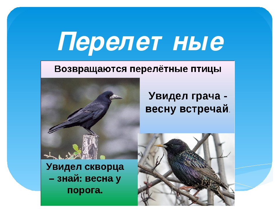 Грачи перелетные птицы или нет. Статья про перелетных птиц. Рассказ о перелетных птицах. Сообщение о перелетных птицах. Какие перелетные птицы для детей 1 класса.