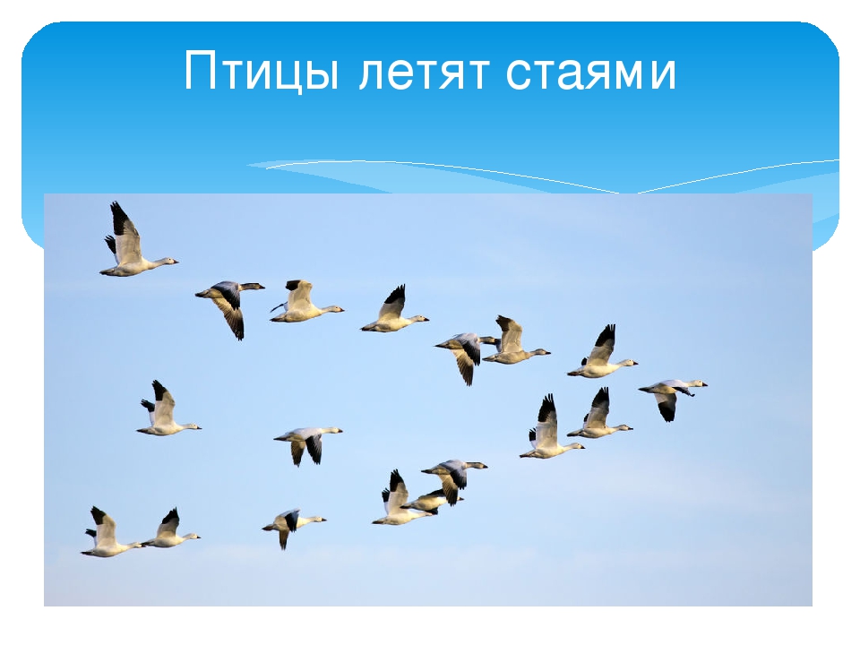 Презентация по экологии "Перелетные птицы"
