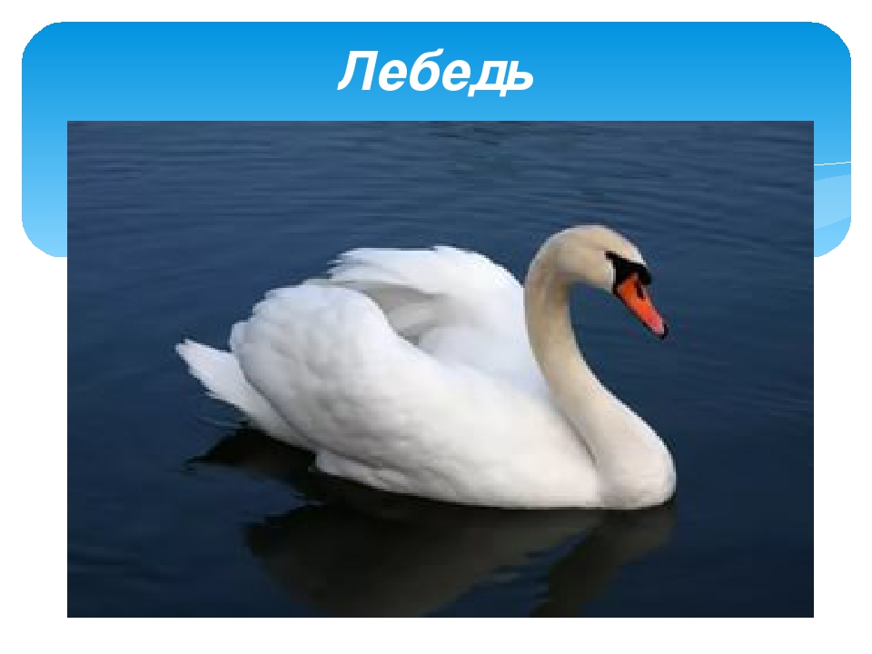 Презентация по экологии "Перелетные птицы"