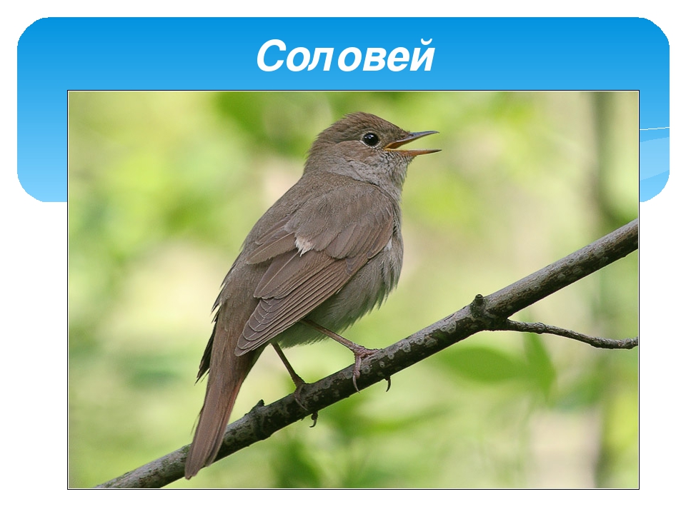 Презентация по экологии "Перелетные птицы"