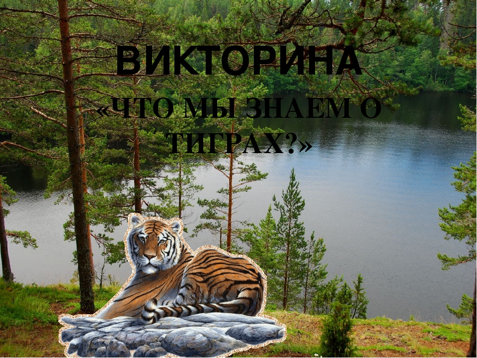 Презентация к викторине "Что Вы знаете о тиграх"