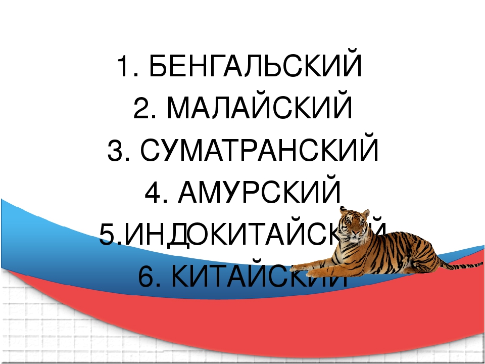 Презентация к викторине "Что Вы знаете о тиграх"
